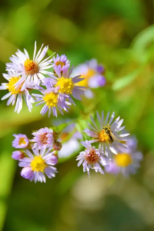 4/ 9紫色小飞蓬草,原创拍摄 673/ 9紫色小飞蓬