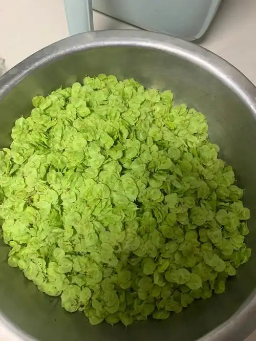 榆钱子居然有人没吃过它