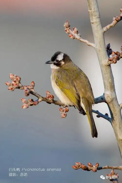 2020年我拍摄的100种野生动物