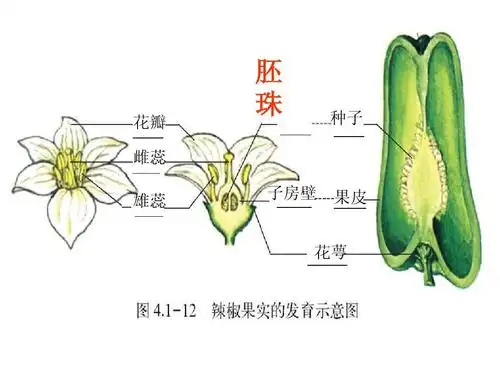 清楚,全面 花瓣 雌蕊 雄蕊 胚 珠 子房壁 种子 果皮 花萼