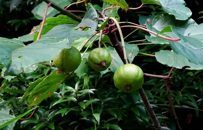 油桐:被遗忘的传统经济作物,儿时捡来换钱,如今树都快被砍光了