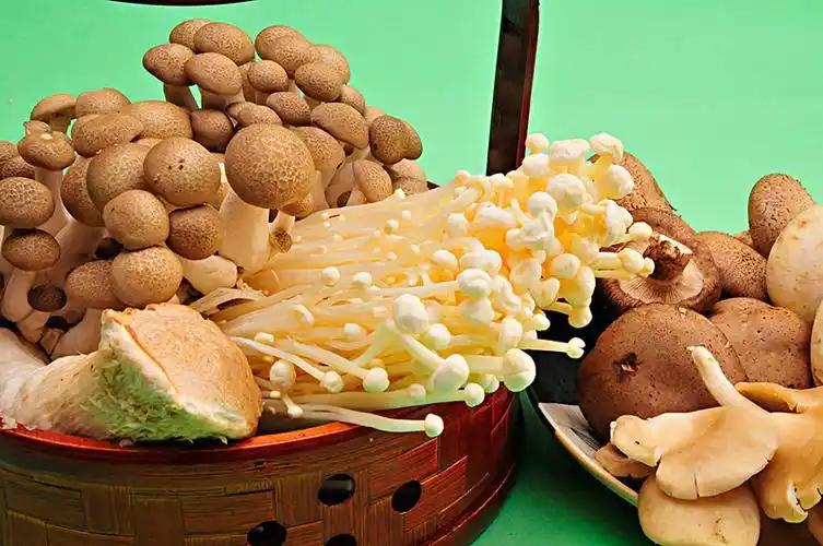 菌菇图片_图片大全