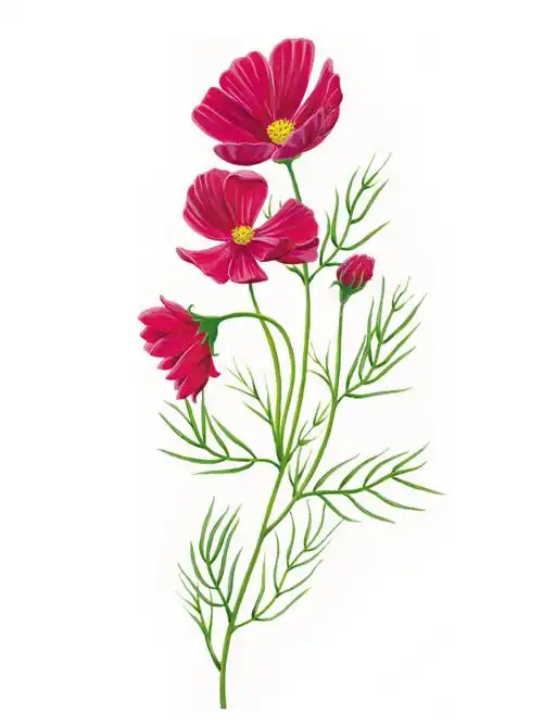 位图 植物图案 写意花卉 花朵 格桑花 免费素材www.58pic.