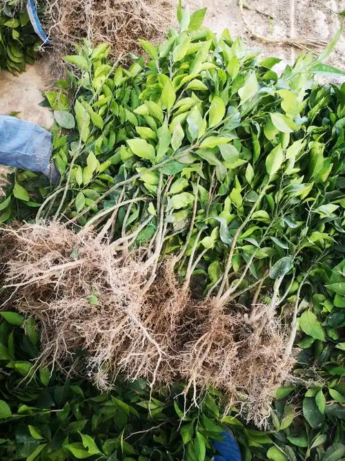 黄美人柑橘苗,爱媛68柑橘苗,新品种浙江基地现挖