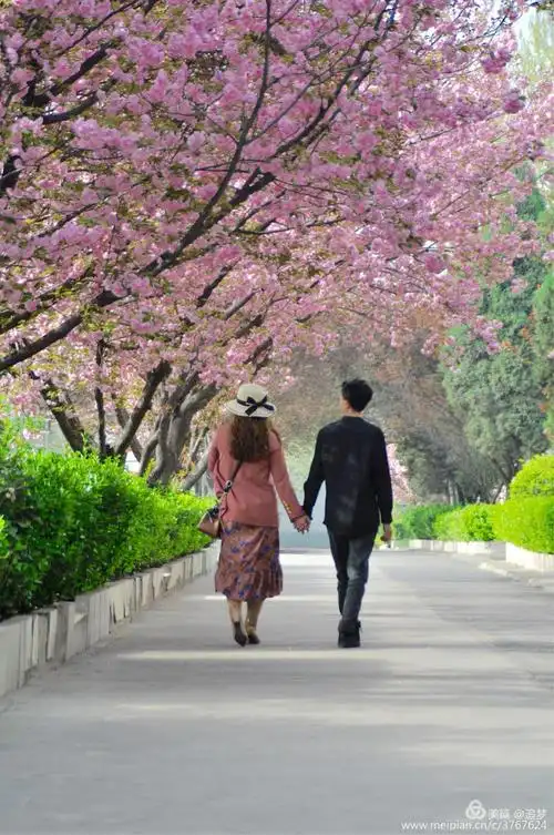 樱花寓意爱情与希望的象征,她代表着高雅,质朴,纯洁的爱情,愿你们的