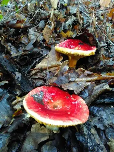 追答 最好也不要摘,小心接触了也会中毒 追问 此蘑菇有毒,叫"棺材盖