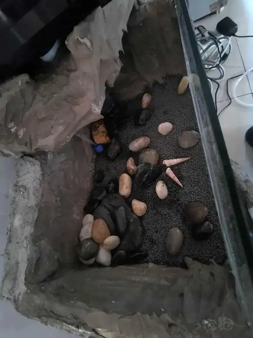 水泥鱼缸第六天