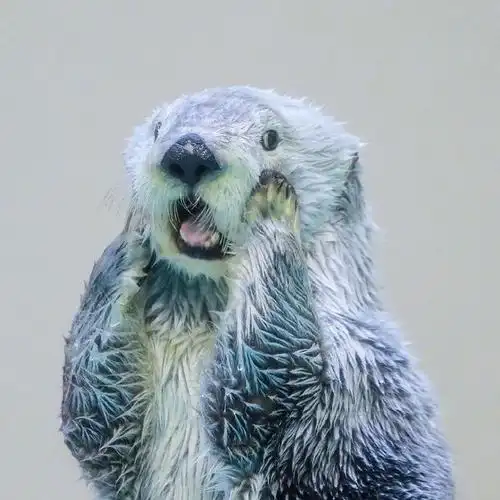 羽生结弦撞脸小兔子和小水獭揉脸!一模一样!