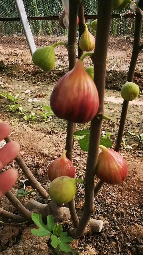 个头大口感好产量高的波姬红无花果苗暖棚种植效益更高-度小视