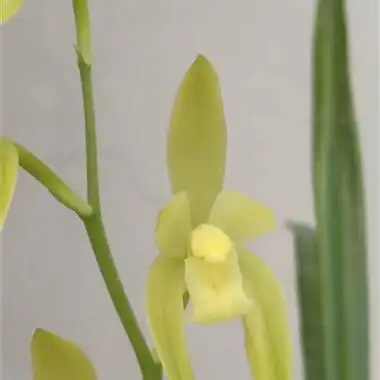 建兰～西施浣纱 - 中国兰花交易网