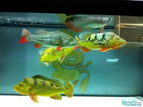 (多图) - 龙鱼混养 - 龙鱼之巅