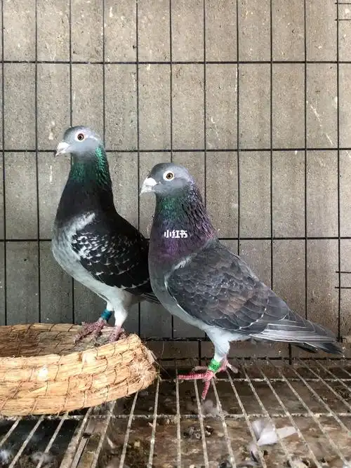 杨啊腾紫罗兰配对成功