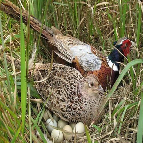 仟芸七彩山鸡活体公母一对珍珠鸡宫廷鸡农家散养活体 精品成年七彩