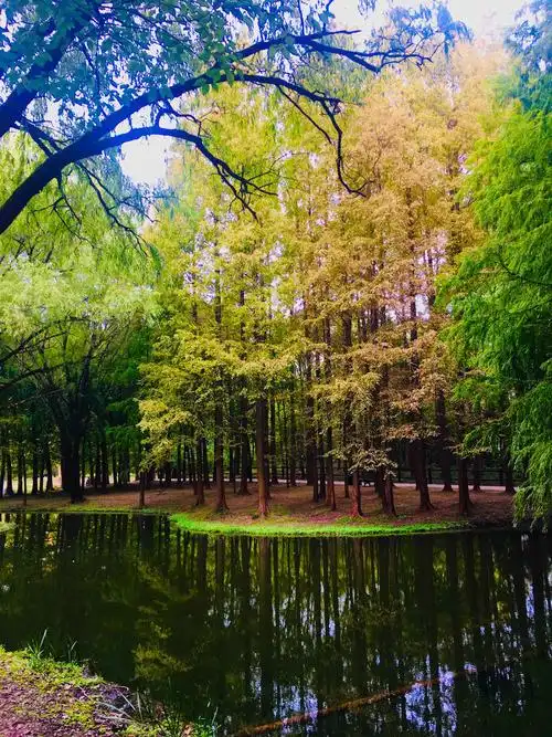 上海共青森林公园秋景