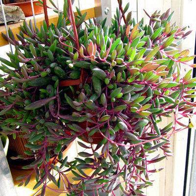 紫玄月吊兰特大佛珠垂吊盆栽落地生根罕见肉肉多多肉植物稀有品种