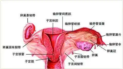 子宫肌瘤没什么好怕的中药调理更有效手术切除更容易引起复发