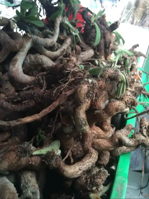 纯野生中药材山麒麟 麒麟竭 跌打肿痛 干品货500克