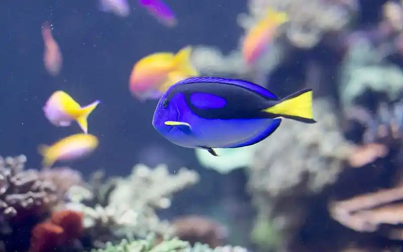 热带观赏鱼 - 热门商品专区