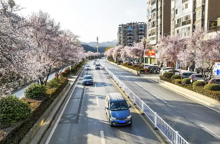 竹山县城纵横大道樱花盛开满眼春