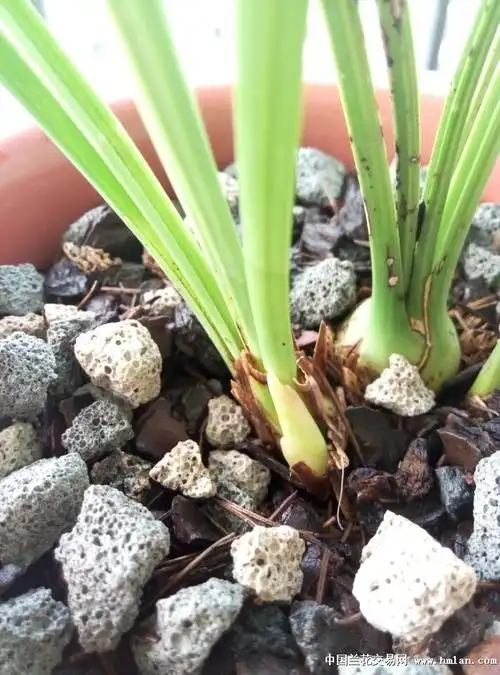 银边大贡的花芽-建兰篇-中国兰花交易网社区