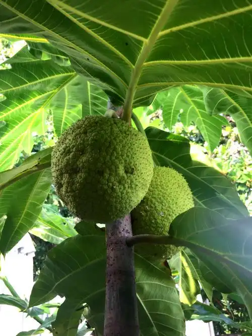 元旦芽庄行2019.