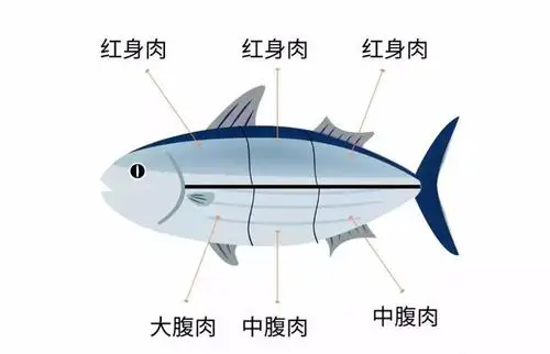 不过影响大家挑选的最重要的标准,还是金枪鱼肉的部位.