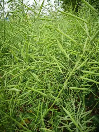 油菜籽已饱满成熟了