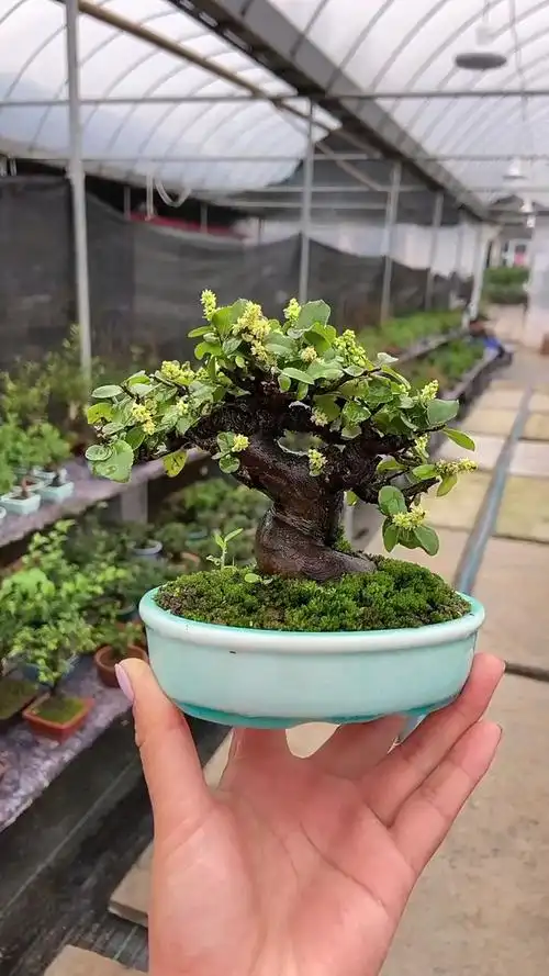 很多老铁不知道雀梅开花的样子,来,看下是不是很美,而且带有一股清香