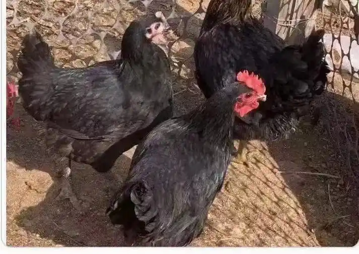 [爱心]黑凤鸡又名黑羽药鸡,具有黑鱼,黑皮,黑肉,黑骨,黑舌 - 抖音