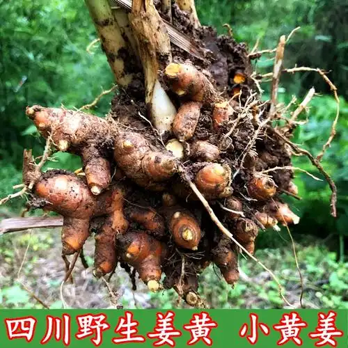 四川小黄黄姜老姜野生新鲜姜黄500g包邮现发货生姜