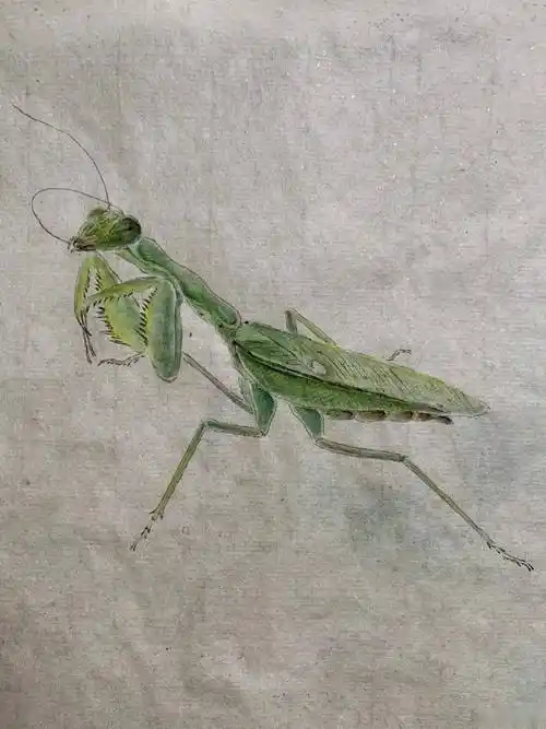 夏雨画的蝈蝈细长的触角,具有发达跳跃式,后脚,增添了几分灵气