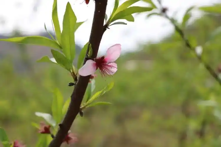 【铜仁玉屏】柴冲村:黄桃林间管护忙 果农增收有望