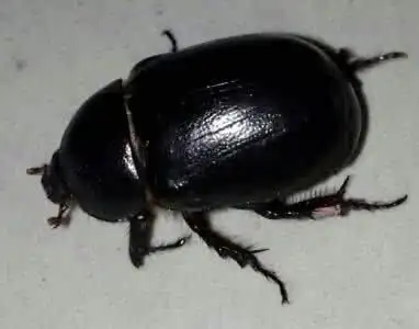 展开全部 应该是黑色的金龟子,有的个头大,有的个头小