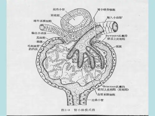 3第三节__慢性肾小球肾炎病人的护理ppt