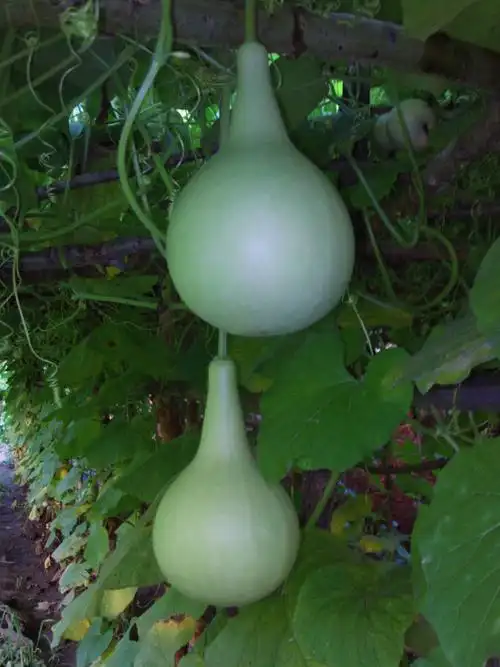 各种各样的葫芦