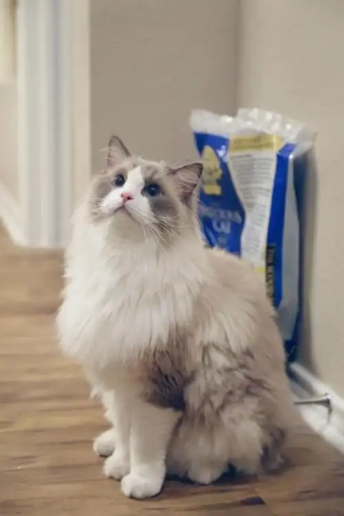 布偶猫的三大特点看完明白了为什么都说布偶像狗子