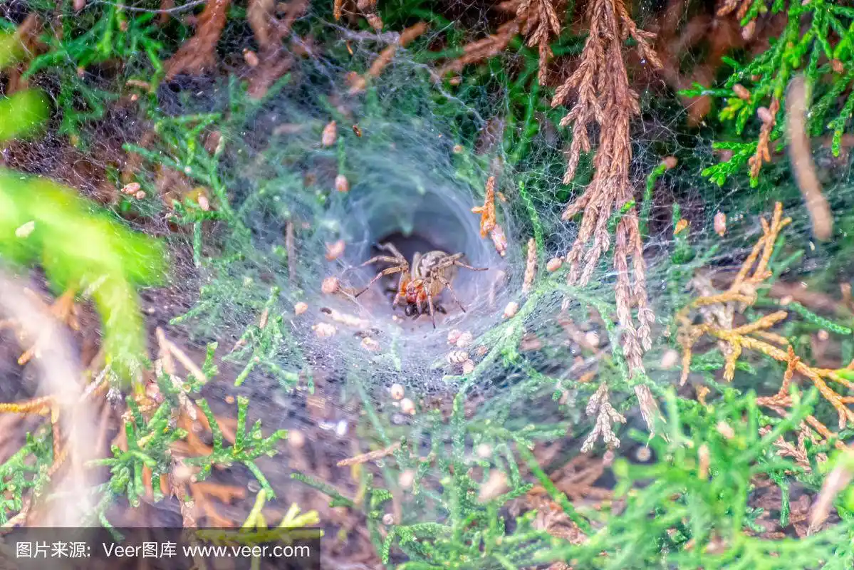 一只蜘蛛正在漏斗网中等待猎物