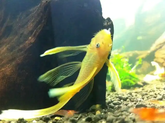 转亚成蓝眼大帆胡子.