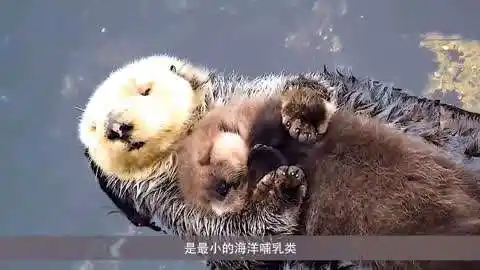 你不知道的海獭,睡前擦香香,睡觉牵手手