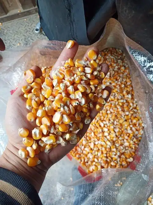 吉林大量饲料玉米批发喂猪玉米粒批发饲料用碎玉米批发