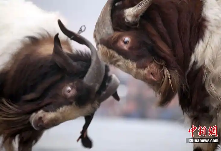 安徽临泉举行斗羊大赛