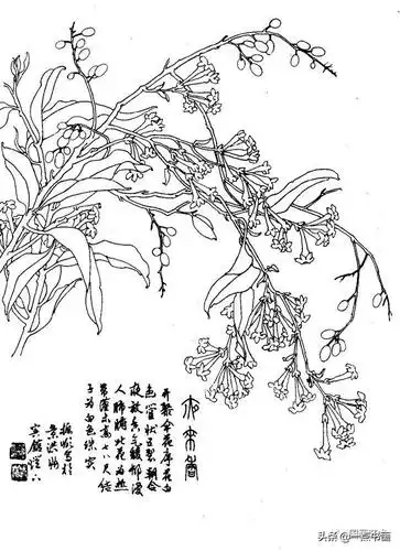 白描花卉图例分享第二辑