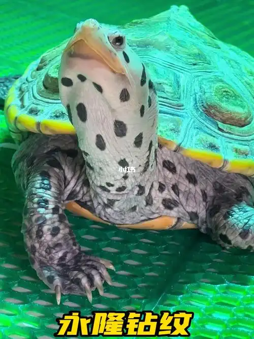 特立独行宠物观察局  #德州钻纹龟  #钻纹龟  #永隆钻纹  #笔记灵感