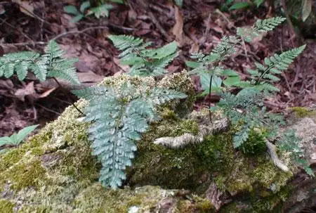 中草药白毛蛇的功效与作用及禁忌