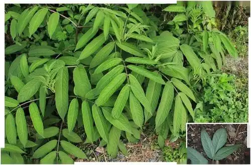 走进百草园这种野外常见的草专治跌打损伤