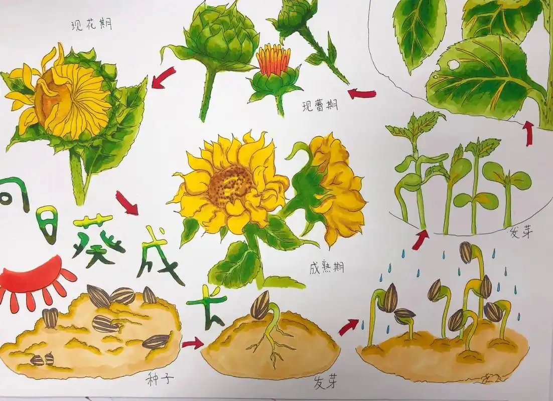 向日葵生长过程图 8k尺寸, 马克笔上色