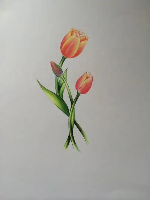 郁金香,彩色铅笔画