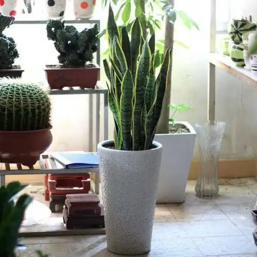 养虎皮兰该选什么盆?记住这个前提条件,盆随便用,虎皮兰长的棒