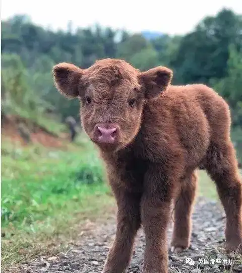 美国夫妻在农场上养了一大群小牛画风怎么可以这么可爱