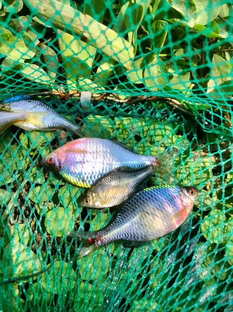 自然环境下的鳑鲏鱼颜色真的艳丽的,太漂亮了!